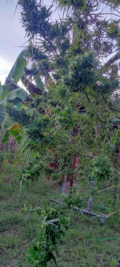 Samoeng Fishing Park Home Stay Esterno foto